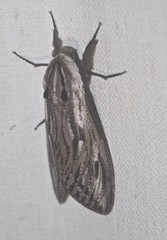Endoxyla mackeri