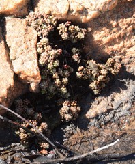 Anacampseros decapitata