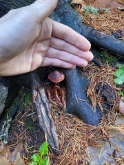 Cortinarius birkebakii