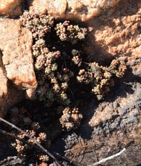 Anacampseros decapitata