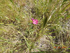 Sidalcea diploscypha