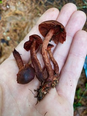 Cortinarius birkebakii
