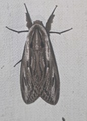 Endoxyla mackeri