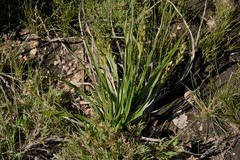Hypoxis obtusa