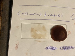 Cortinarius birkebakii