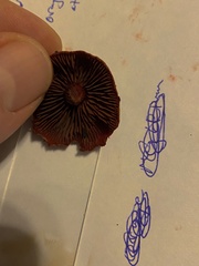 Cortinarius birkebakii