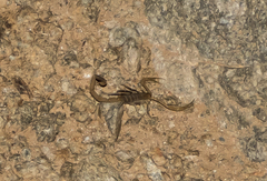 Uroplectes schlechteri