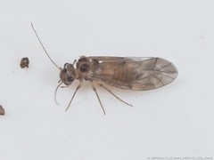 Peripsocus subfasciatus