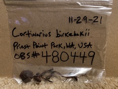 Cortinarius birkebakii
