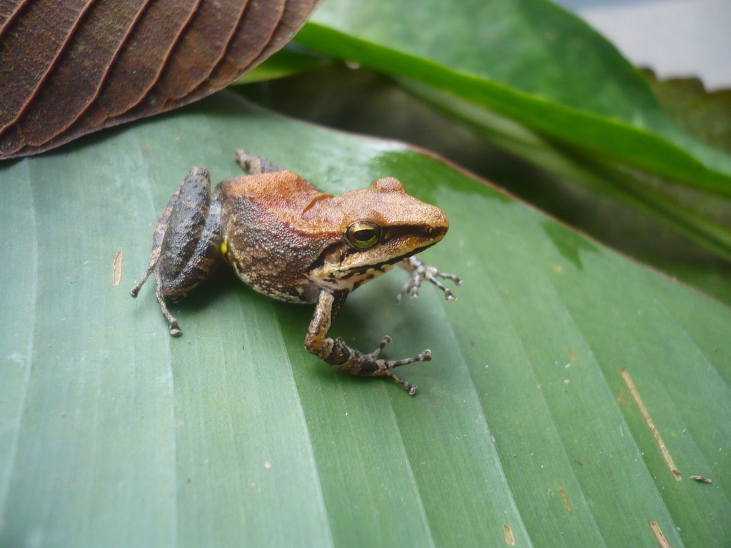 Pachitea Robber Frog
