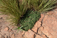 Euphorbia davyi