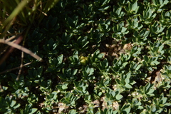Euphorbia davyi