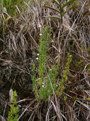 Arcytophyllum thymifolium
