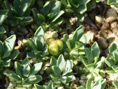 Euphorbia davyi