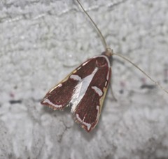 Barantola pulcherrima