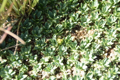 Euphorbia davyi