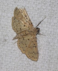 Conogethes punctiferalis
