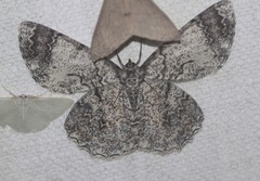 Amblychia subrubida