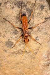 Cryptocheilus annulatus