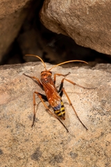 Cryptocheilus annulatus