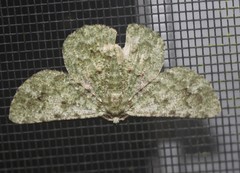 Aeolochroma viridicata