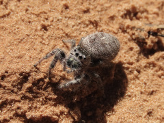 Phidippus asotus
