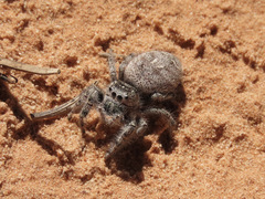 Phidippus asotus