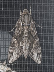 Agrius godarti
