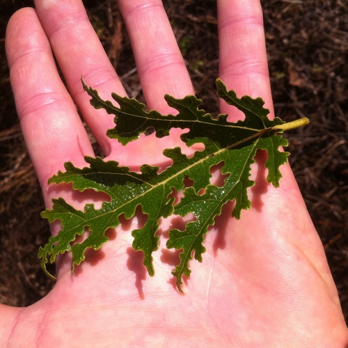 Water Fig (Ficus pachyclada)