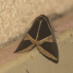 Agamana conjungens