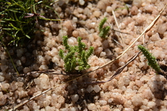 Crassula lanceolata transvaalensis