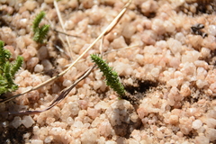 Crassula lanceolata transvaalensis