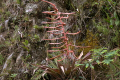 Tillandsia secunda