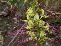 Cleome anomala