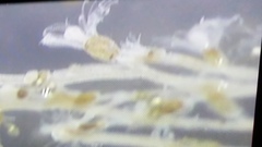 Watersipora cucullata