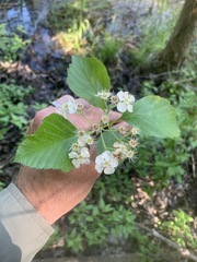 Crataegus succulenta