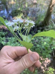 Crataegus succulenta