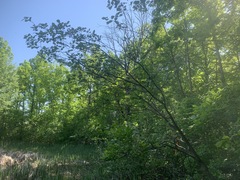 Crataegus succulenta