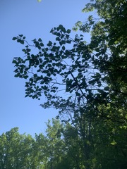 Crataegus succulenta