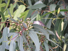 Leucolia violiceps