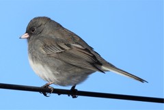 Junco hyemalis