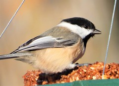 Poecile atricapillus