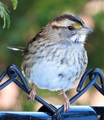 Zonotrichia albicollis