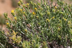 Ericameria discoidea discoidea
