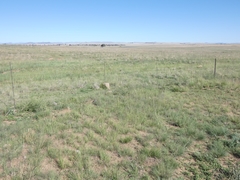Eragrostis chloromelas