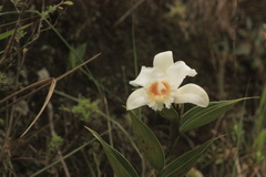 Sobralia virginalis
