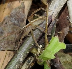 Neoctenus