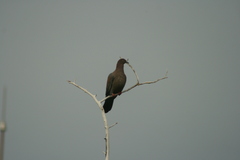 Patagioenas inornata