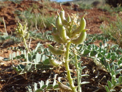 Astragalus oreganus