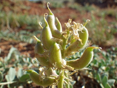 Astragalus oreganus